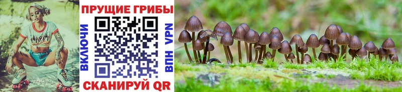Купить  Осинники  Галлюциногенные грибы прущие грибы 